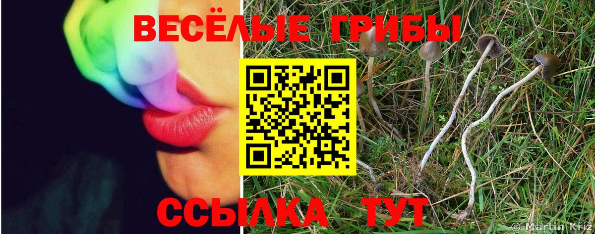 Галлюциногенные грибы прущие грибы Малгобек